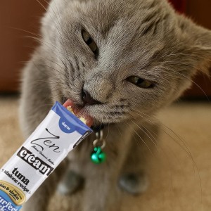 Gato de color gris chupando zen crema de un envase de color blanco y azul.