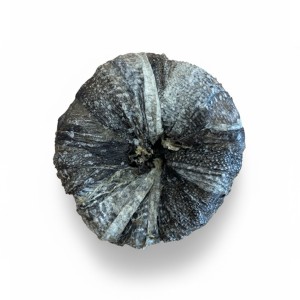 Aro snack de pescado para perro