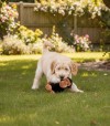 Perro jugando con peluche con forma de chimpancé.