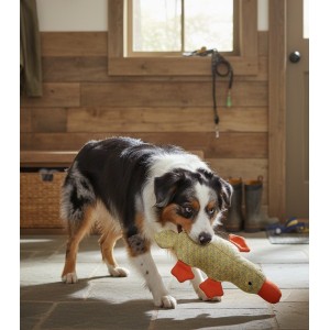 Perro jugando con peluche con forma de pato.