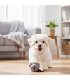 Perrito jugando con una pelota con forma de koala.