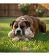 Perro durmiendo con peluche con forma de gato.