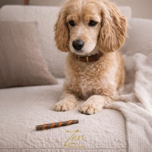 Perro mirando fijamente un snack de Colágeno.
