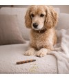 Perro mirando fijamente un snack de Colágeno.
