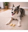 Perro mirando un snack de Colágeno con calabaza para perro.
