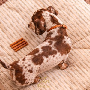 Perro mirando Palitos de colageno con pollo