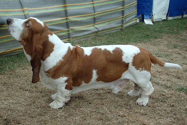 Basset medium dog