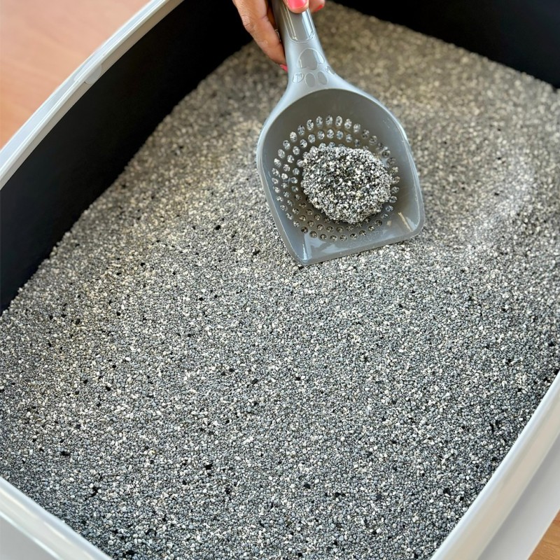 bentonita para gatos