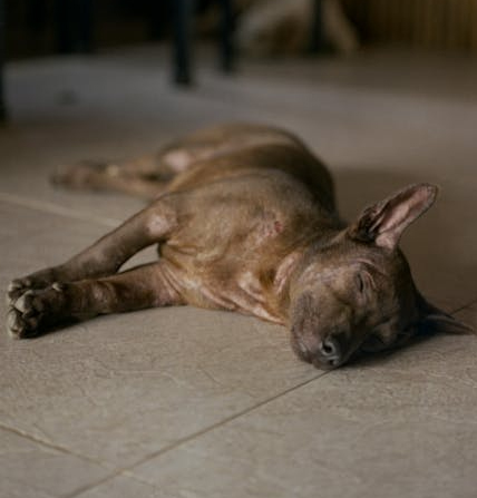 Xoloitzcuintle pelo
