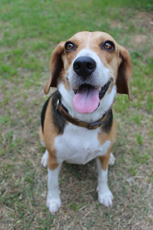 beagle medium dog