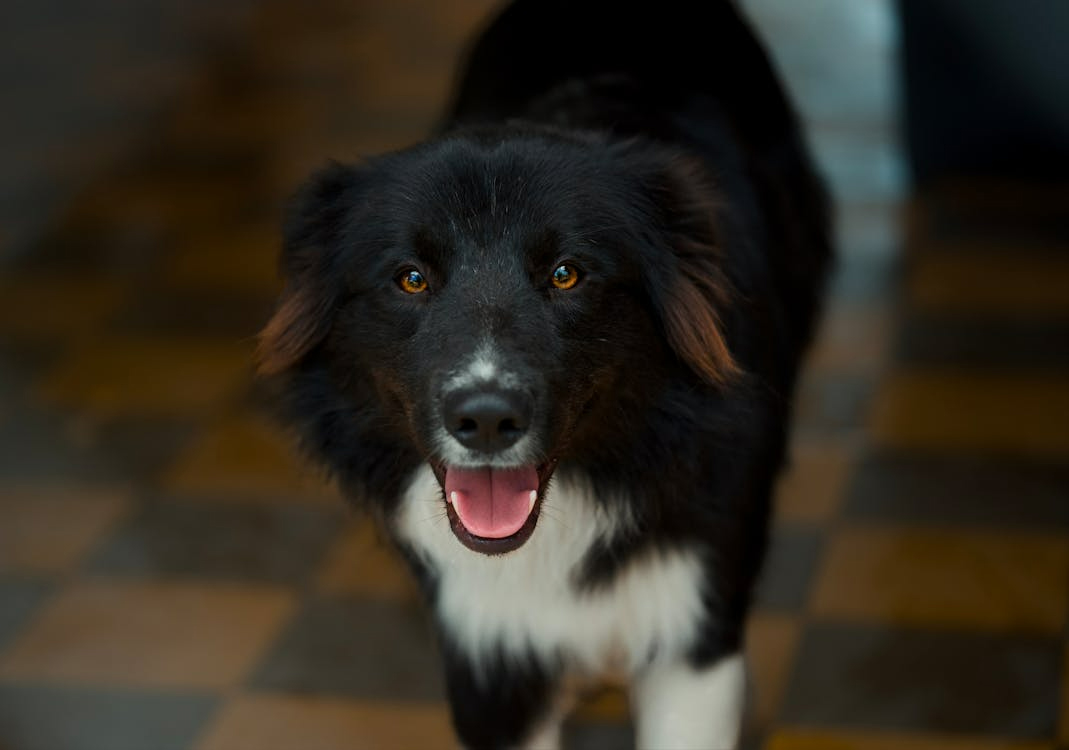 Border Collie medium dog