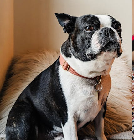 Boston terrier