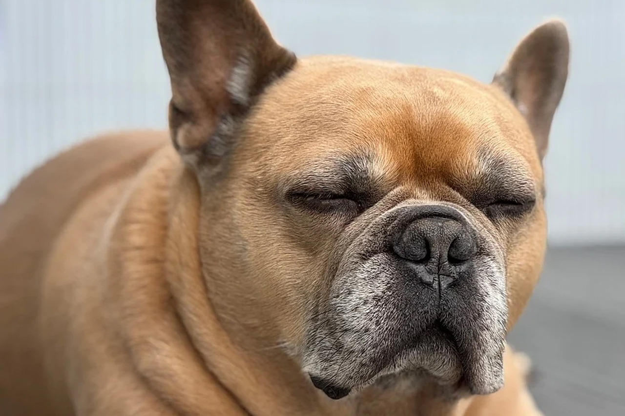 Bulldog veterinario