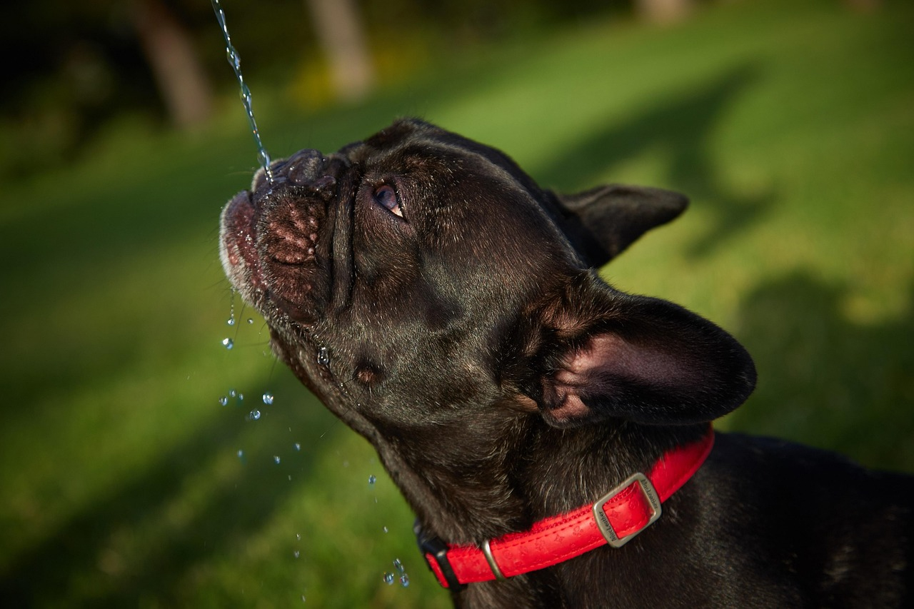 Bulldog francés verano