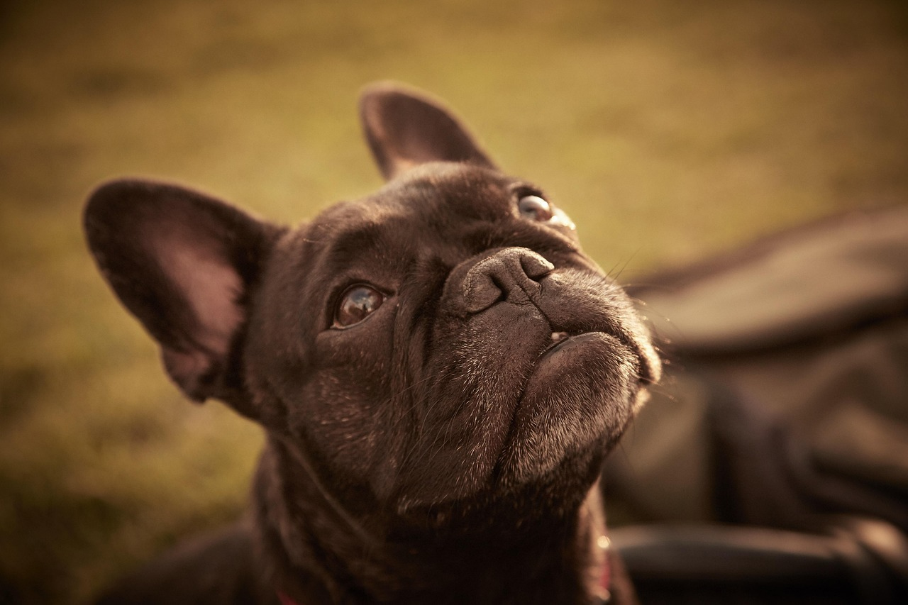 Bulldog francés
