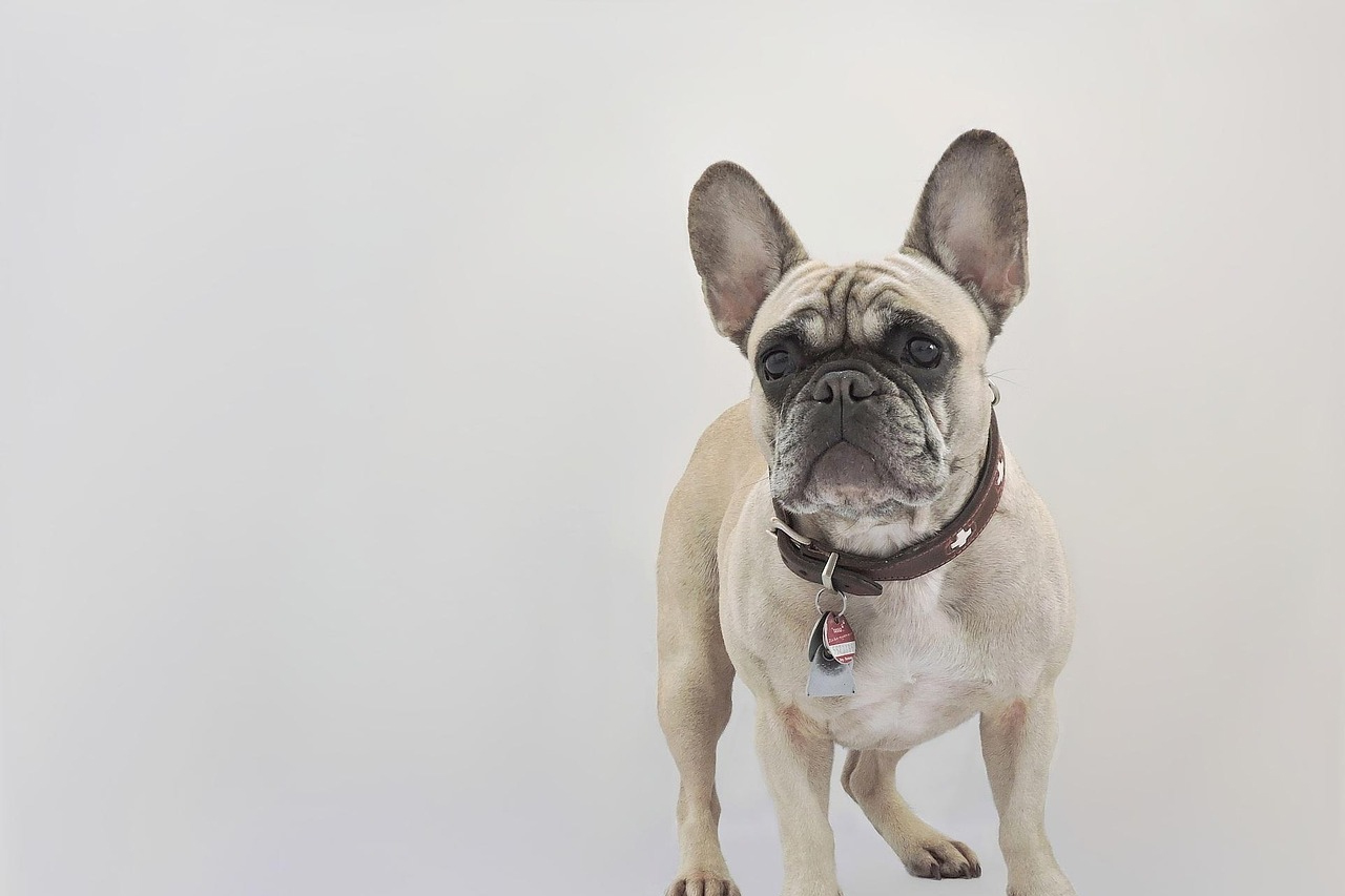Bulldog francés colores