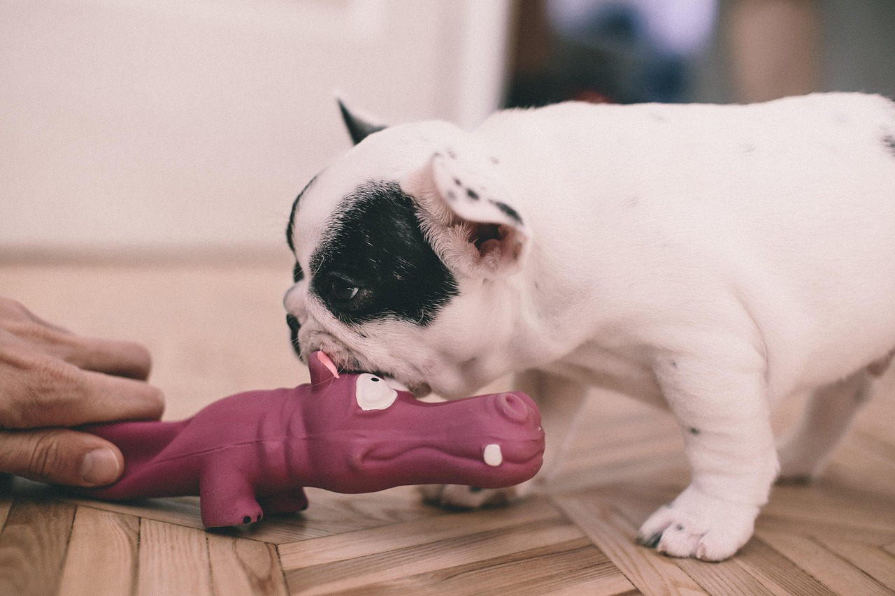 Bulldog frances jugando