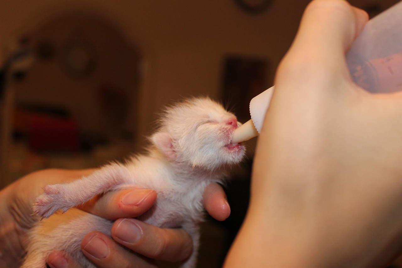 Cachorro gato bebiendo leche
