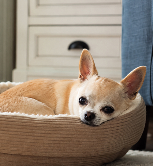 Chihuahua cama
