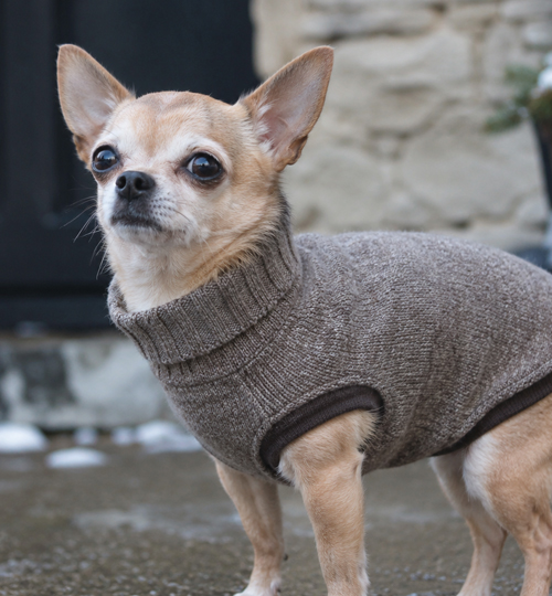Chihuahua invierno