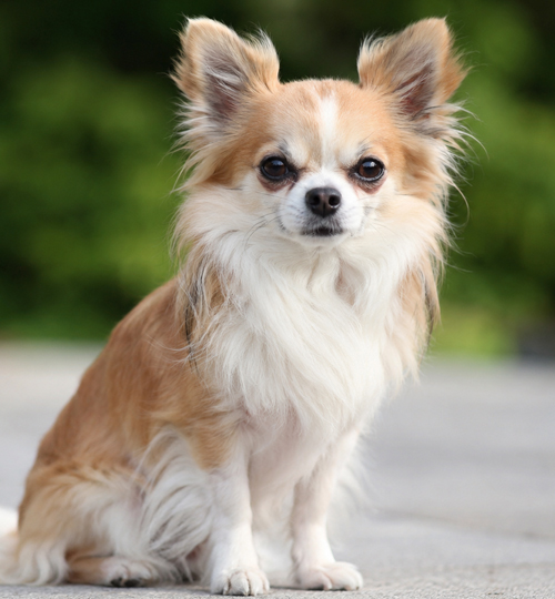 Chihuahua toy