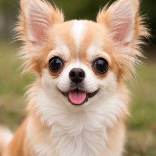 chihuahua, la raza mas pequeña