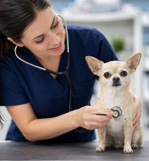 Chihuahua veterinario