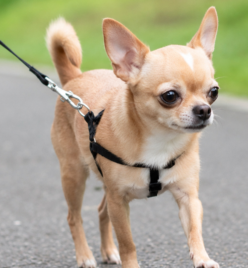 Chihuahua paseando