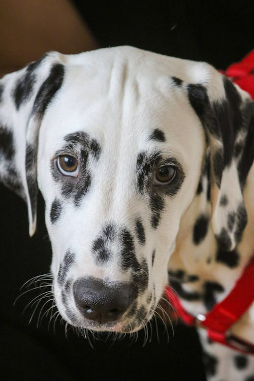 Dalmatian medium dog