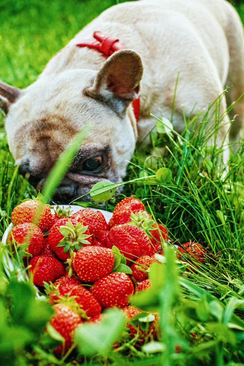 Perro oliendo fresas