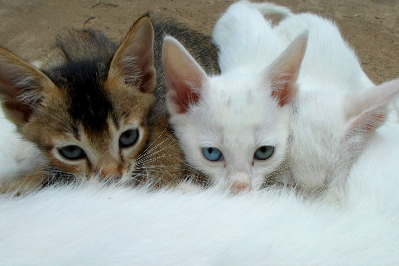 Gato amamantando cachorros