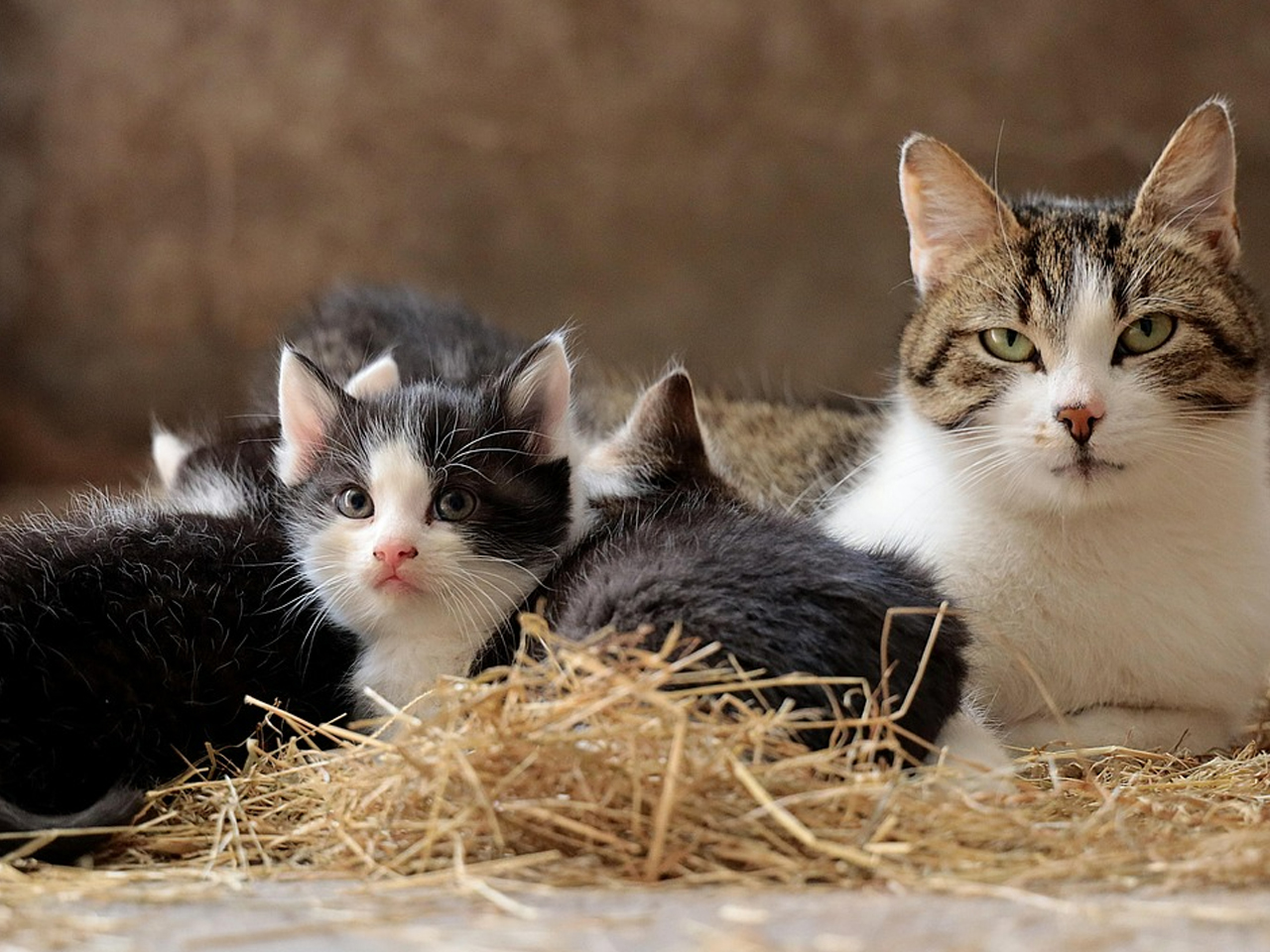 Gato con sus cachorros