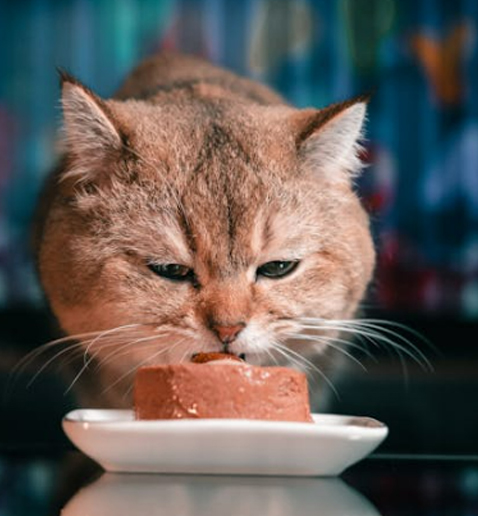 Gato comiendo comida húmeda