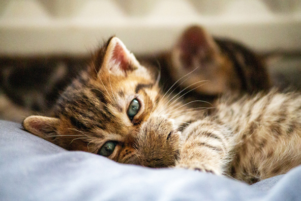 Gato apático por fiebre