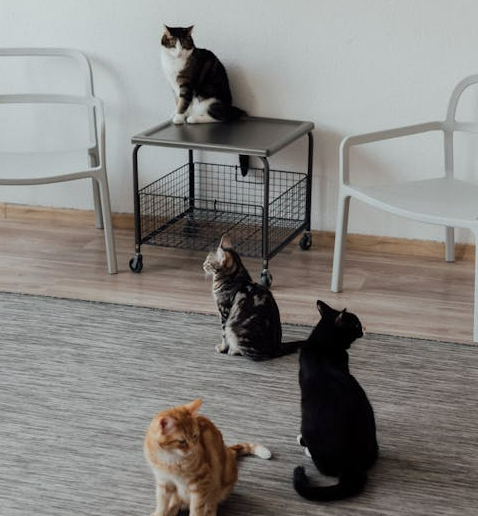 Gatos_años_interior