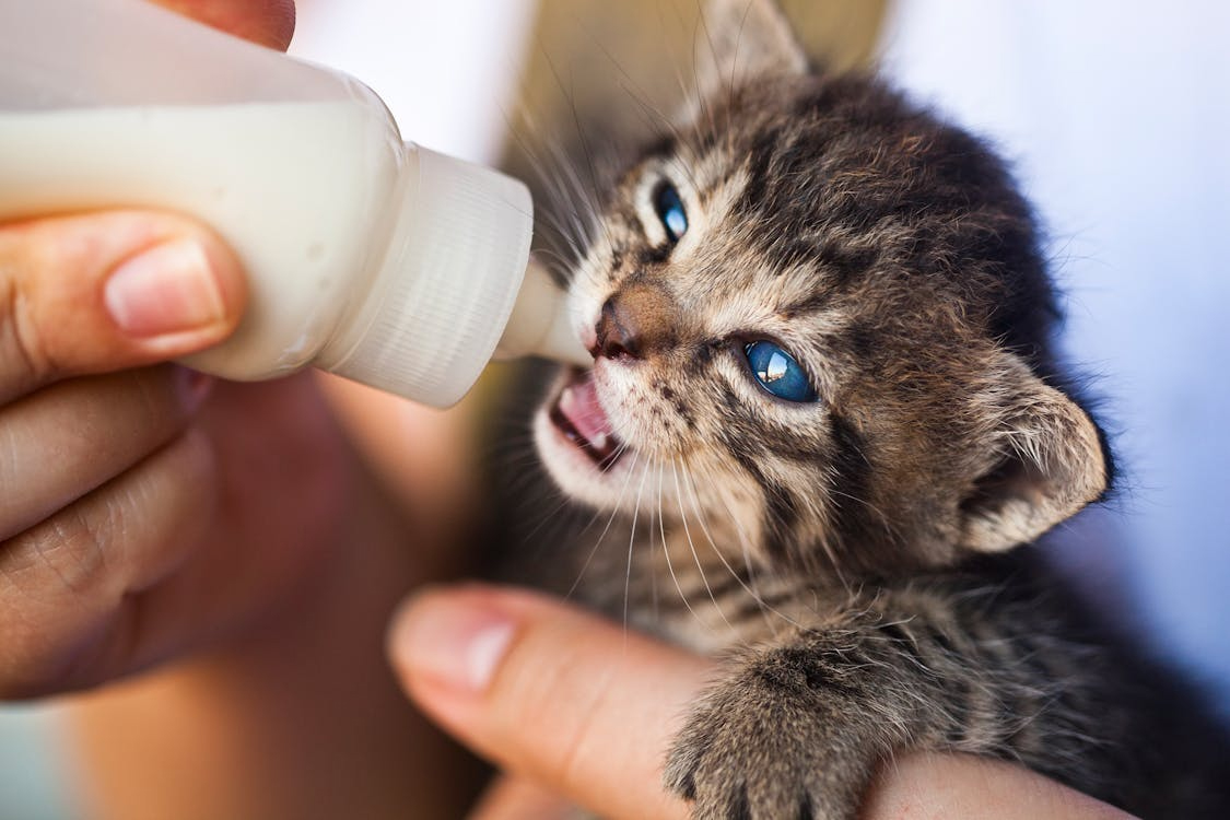 Gato bebiendo leche maternizada