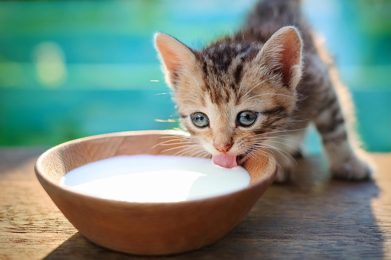 gato bebiendo de cuenco de leche