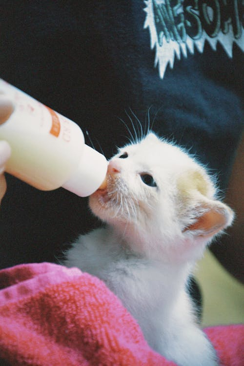 Gato bebiendo leche