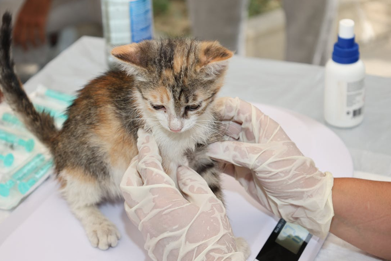 Gato en el veterinario