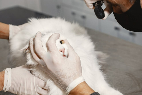 Gato en el veterinario por fiebre