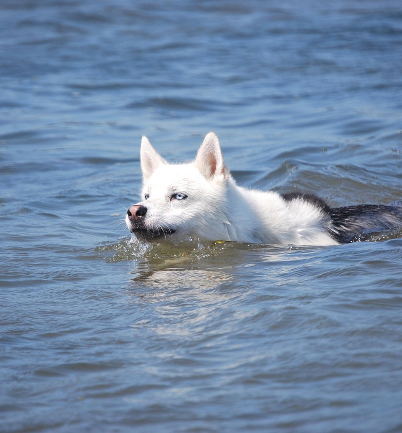 Husky perro aventurero