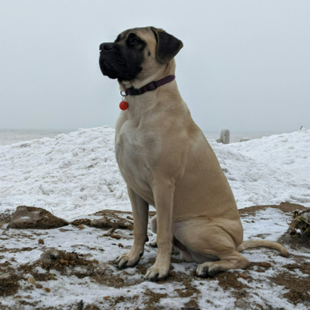 Mastín inglés, el más pesado