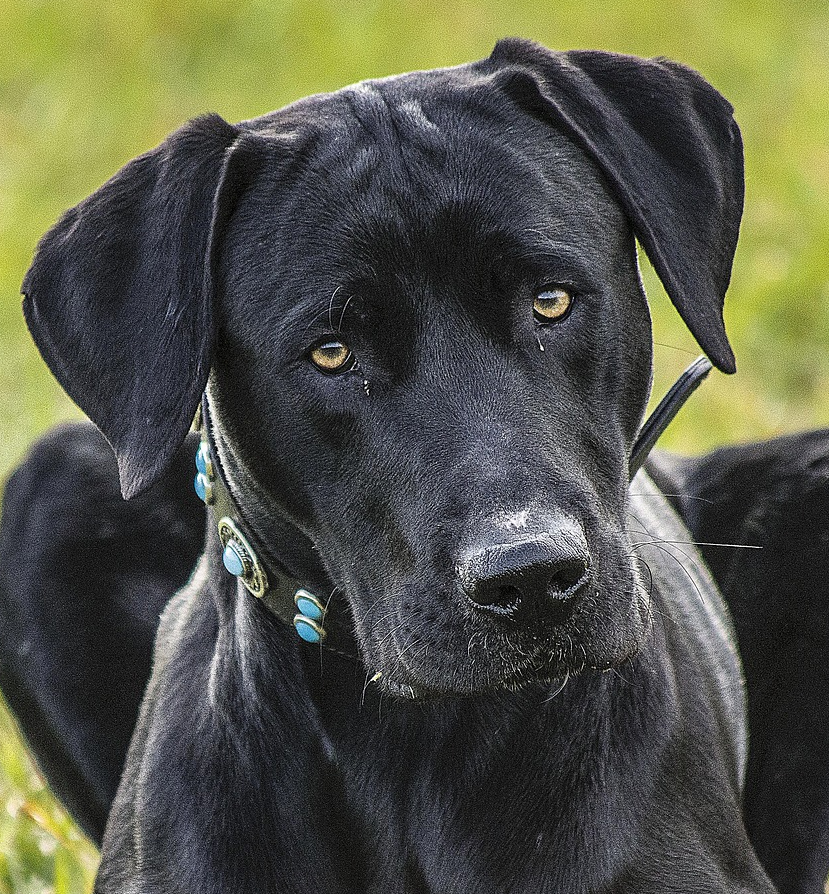 Nombres para perros macho grandes