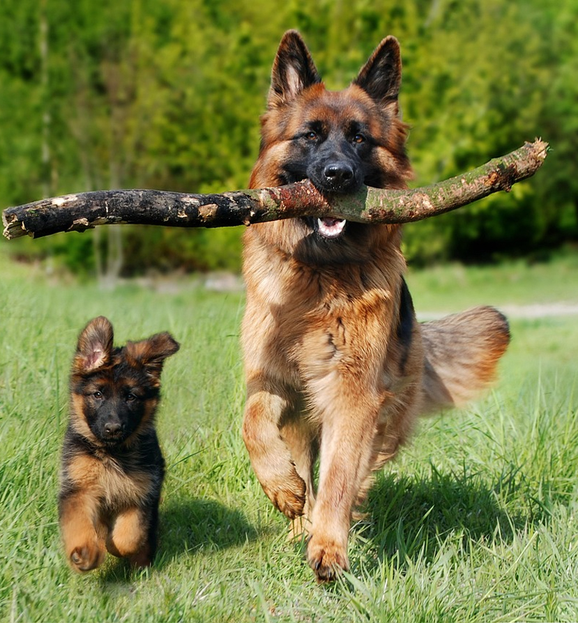 mejores nombres para perro