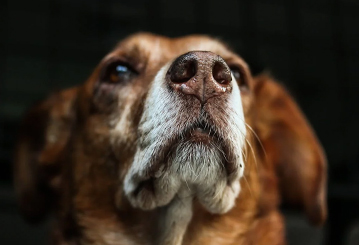 Peludo esperando alimento seco