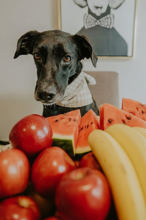Frutas recomendadas para perros.