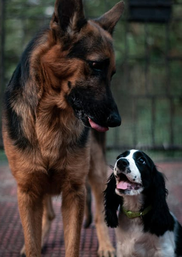Large dog vs small dog