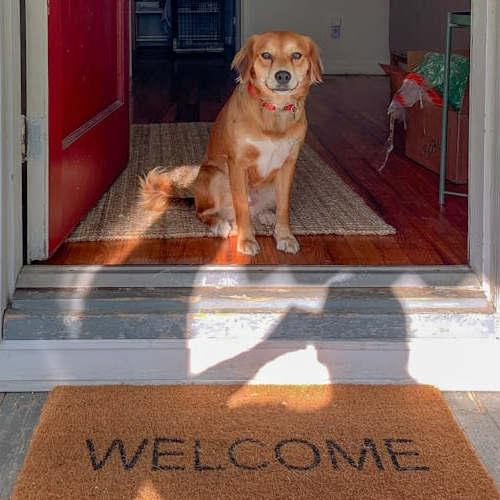 Perro llegando a su nueva casa