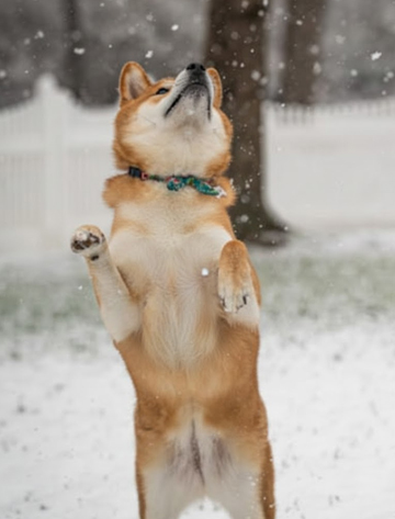 Perro disfrutando de la nieve