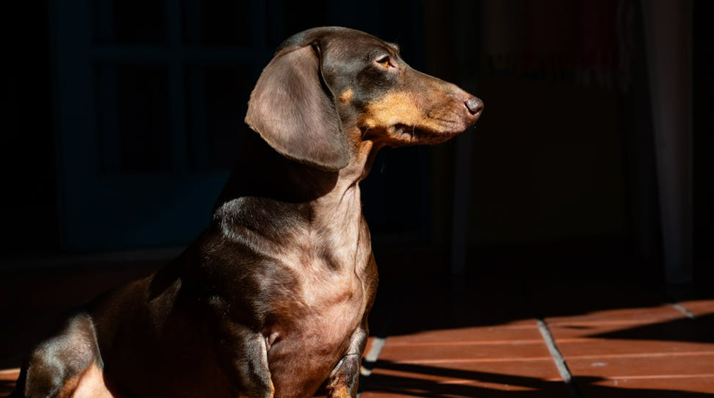 Perro salchicha mini